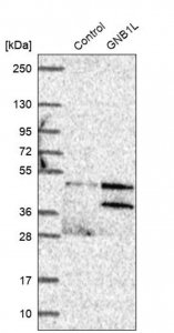 Anti-GNB1L antibody produced in rabbit 