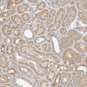 Anti-GNB1L antibody produced in rabbit 