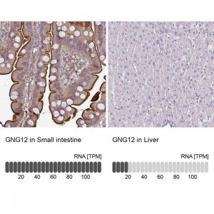 Anti-GNG12 antibody produced in rabbit 
