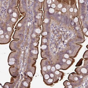 Anti-GNG12 antibody produced in rabbit 