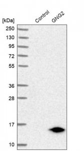Anti-GNG2 antibody produced in rabbit 