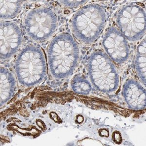 Anti-GNG2 antibody produced in rabbit 