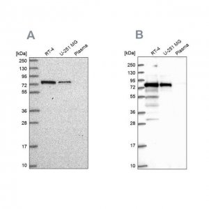 Anti-GNL1 antibody produced in rabbit 