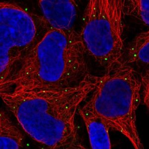 Anti-GNL1 antibody produced in rabbit 