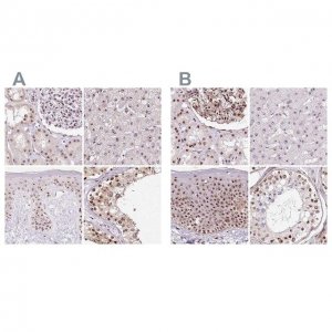 Anti-GNL3 antibody produced in rabbit 