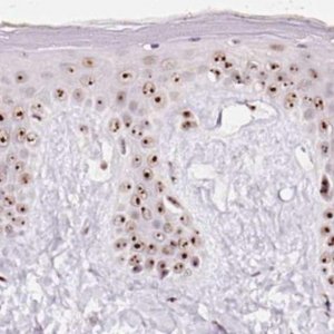 Anti-GNL3 antibody produced in rabbit 
