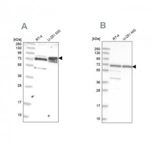 Anti-GNL3L antibody produced in rabbit 
