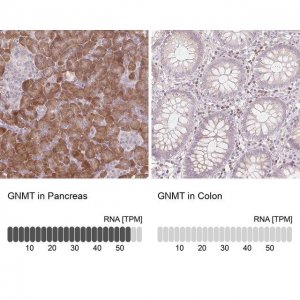Anti-GNMT antibody produced in rabbit 