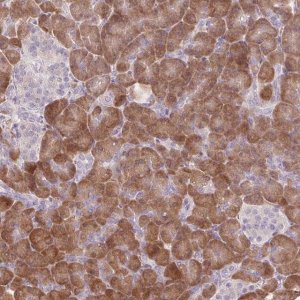 Anti-GNMT antibody produced in rabbit 