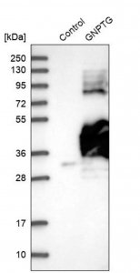 Anti-GNPTG antibody produced in rabbit 