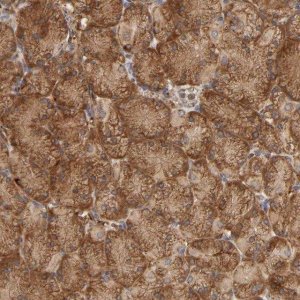 Anti-GNPTG antibody produced in rabbit 