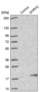 Anti-GNRH2 antibody produced in rabbit HPA004338-100UL