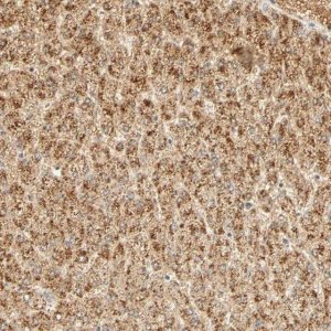 Anti-GNRH2 antibody produced in rabbit HPA004338-100UL