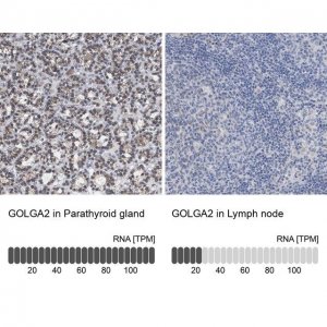 Anti-GOLGA2 antibody produced in rabbit 