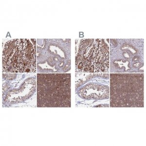 Anti-GOLGA3 antibody produced in rabbit 