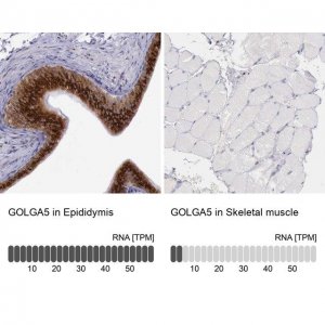 Anti-GOLGA5 antibody produced in rabbit 