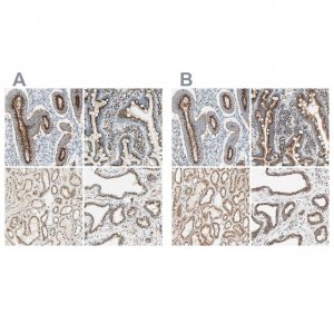 Anti-GOLGB1 antibody produced in rabbit 