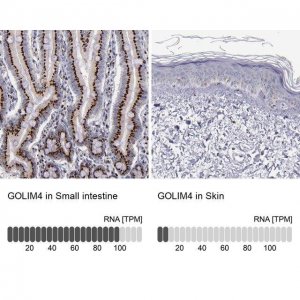 Anti-GOLIM4 antibody produced in rabbit 