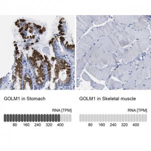 Anti-GOLM1 antibody produced in rabbit 