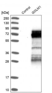 Anti-GOLM1 antibody produced in rabbit 