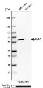 Anti-GOPC antibody produced in rabbit HPA024018-100UL