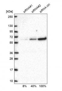 Anti-GOPC antibody produced in rabbit HPA024018-100UL