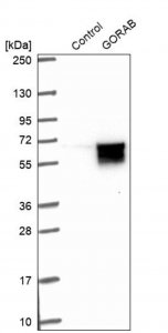 Anti-GORAB antibody produced in rabbit 