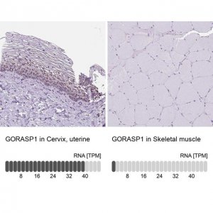 Anti-GORASP1 antibody produced in rabbit 
