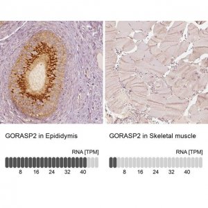 Anti-GORASP2 antibody produced in rabbit 