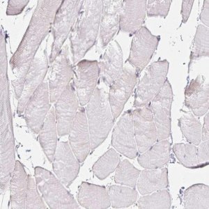 Anti-GP2 antibody produced in rabbit 
