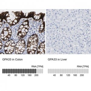 Anti-GPA33 antibody produced in rabbit 
