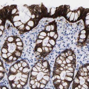 Anti-GPA33 antibody produced in rabbit 