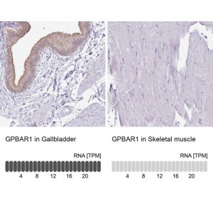 Anti-GPBAR1 antibody produced in rabbit 