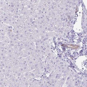 Anti-GPBAR1 antibody produced in rabbit 