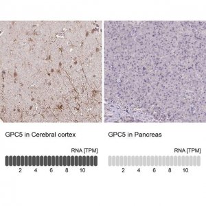 Anti-GPC5 antibody produced in rabbit 