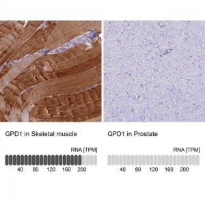 Anti-GPD1 antibody produced in rabbit HPA044620-100UL