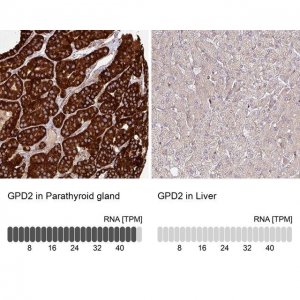 Anti-GPD2 antibody produced in rabbit 
