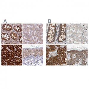 Anti-GPD2 antibody produced in rabbit 