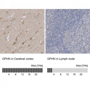 Anti-GPHN antibody produced in rabbit 
