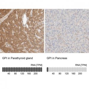 Anti-GPI antibody produced in rabbit 