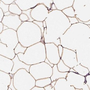 Anti-GPIHBP1 antibody produced in rabbit 
