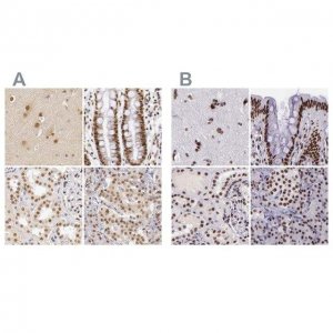 Anti-GPKOW antibody produced in rabbit 