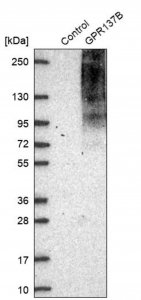 Anti-GPR137B antibody produced in rabbit 