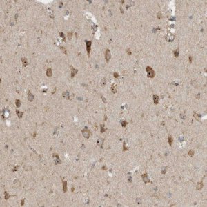 Anti-GPR137B antibody produced in rabbit 