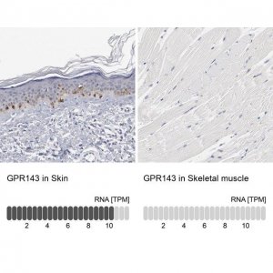 Anti-GPR143 antibody produced in rabbit 