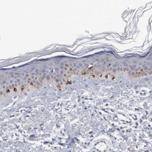 Anti-GPR143 antibody produced in rabbit 