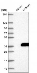 Anti-GPR157 antibody produced in rabbit HPA028697-100UL