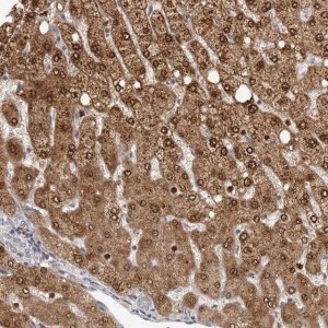 Anti-GPR157 antibody produced in rabbit HPA028697-100UL