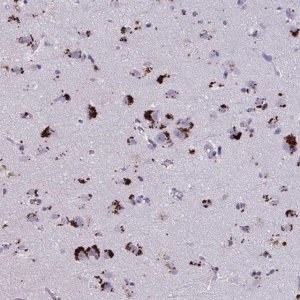 Anti-GPR162 antibody produced in rabbit HPA055135-100UL