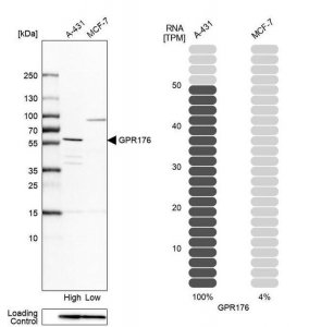 Anti-GPR176 antibody produced in rabbit 